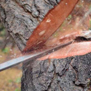 150411 Заплатить 30 тисяч: на Жмеринщині екологи оштрафували «чорного лісоруба»