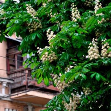 Якою буде погода на Вінниччині 8 травня