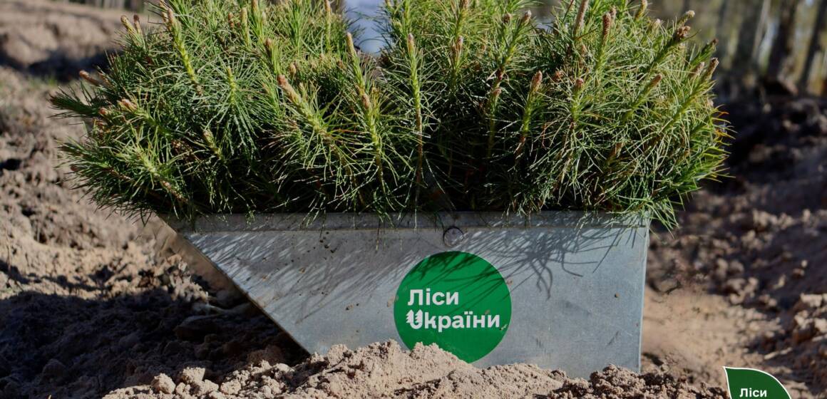 На Вінниччині завершили весняну висадку лісу: понад 2,6 мільйона нових сіянців