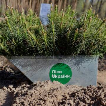На Вінниччині завершили весняну висадку лісу: понад 2,6 мільйона нових сіянців