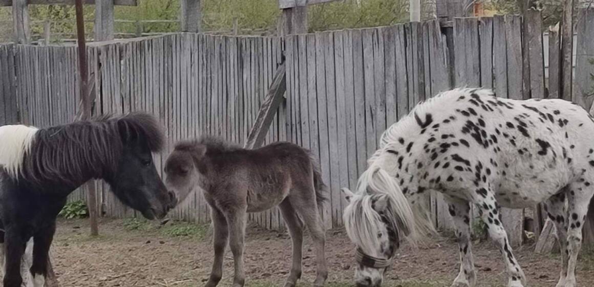 Поповнення у зоопарку: народилося лоша поні з незвичним окрасом