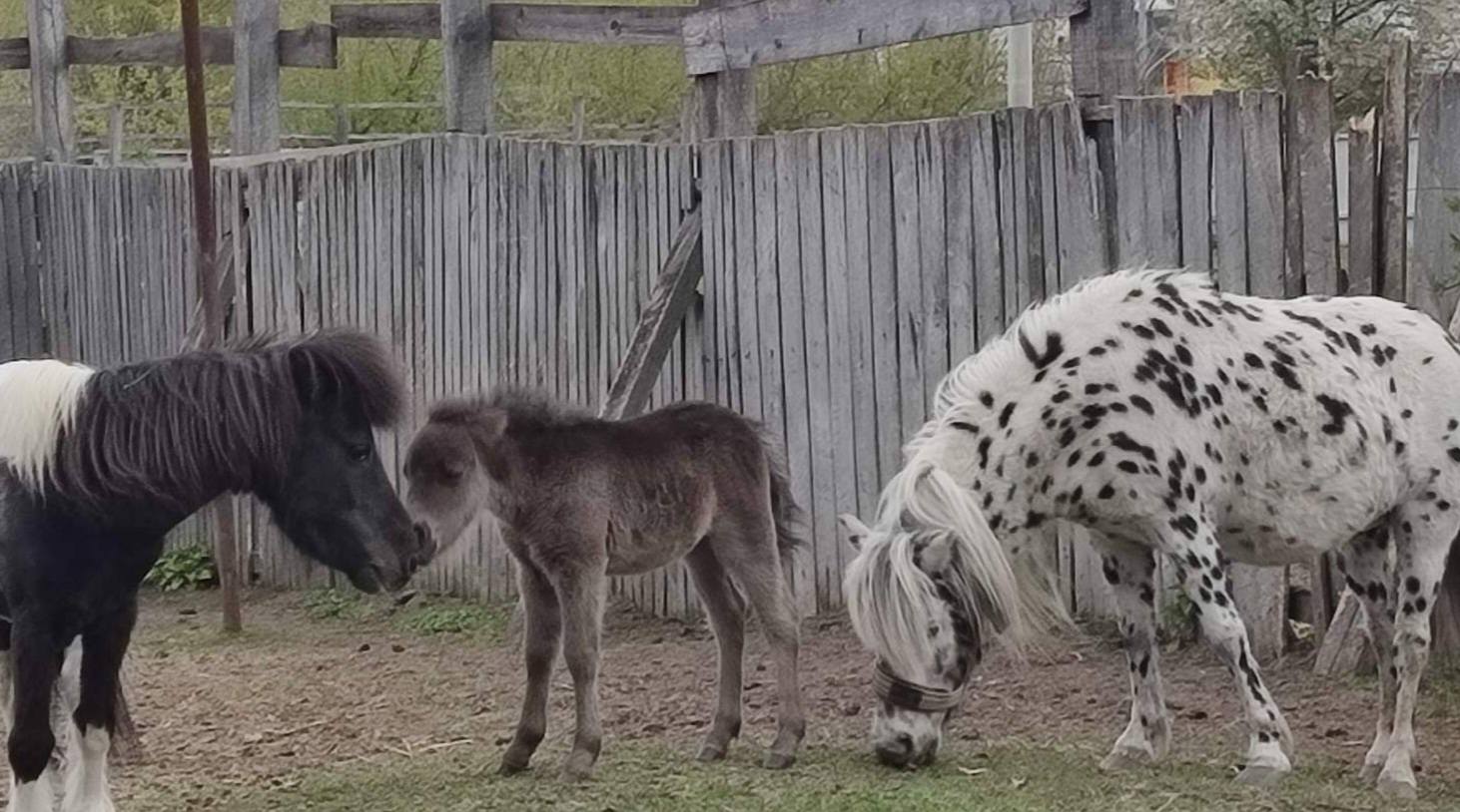 Поповнення у зоопарку: народилося лоша поні з незвичним окрасом