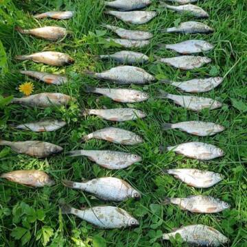 Півтора кілограма риби за 84 тисячі гривень: на Вінниччині спіймали браконьєра-рекордсмена