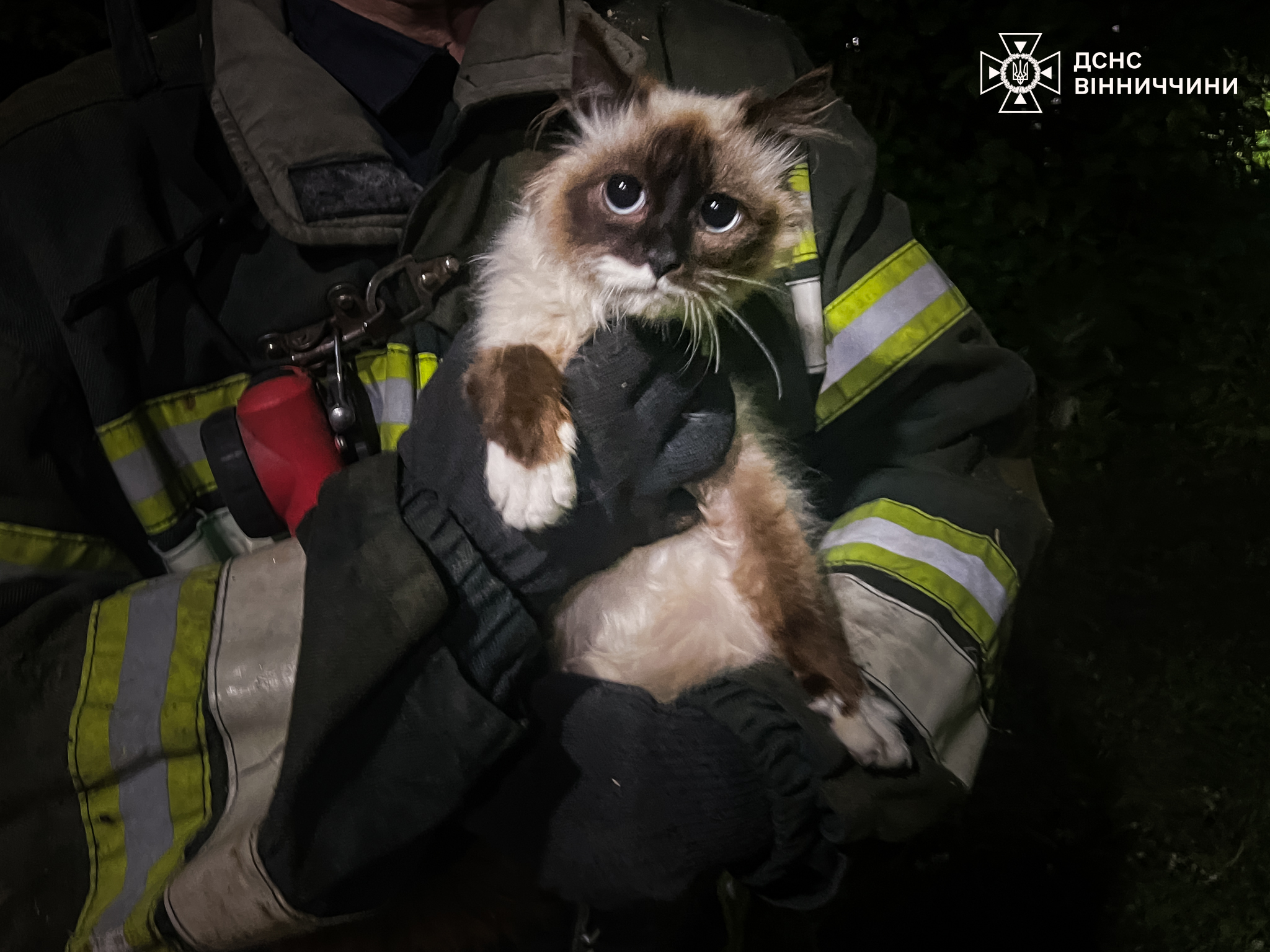 Падіння у 20-метрову криницю та пастка в люку: на Вінниччині надзвичайники врятували кошеня і собаку
