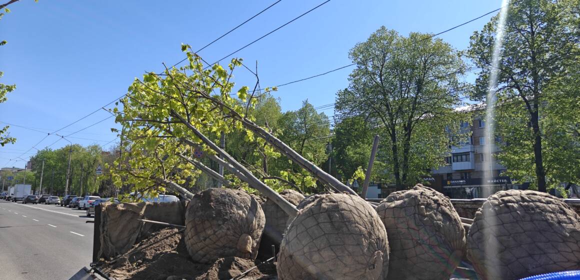 У Вінниці завершують весняне озеленення: висадили вже близько 250 дерев