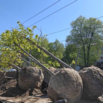 У Вінниці завершують весняне озеленення: висадили вже близько 250 дерев
