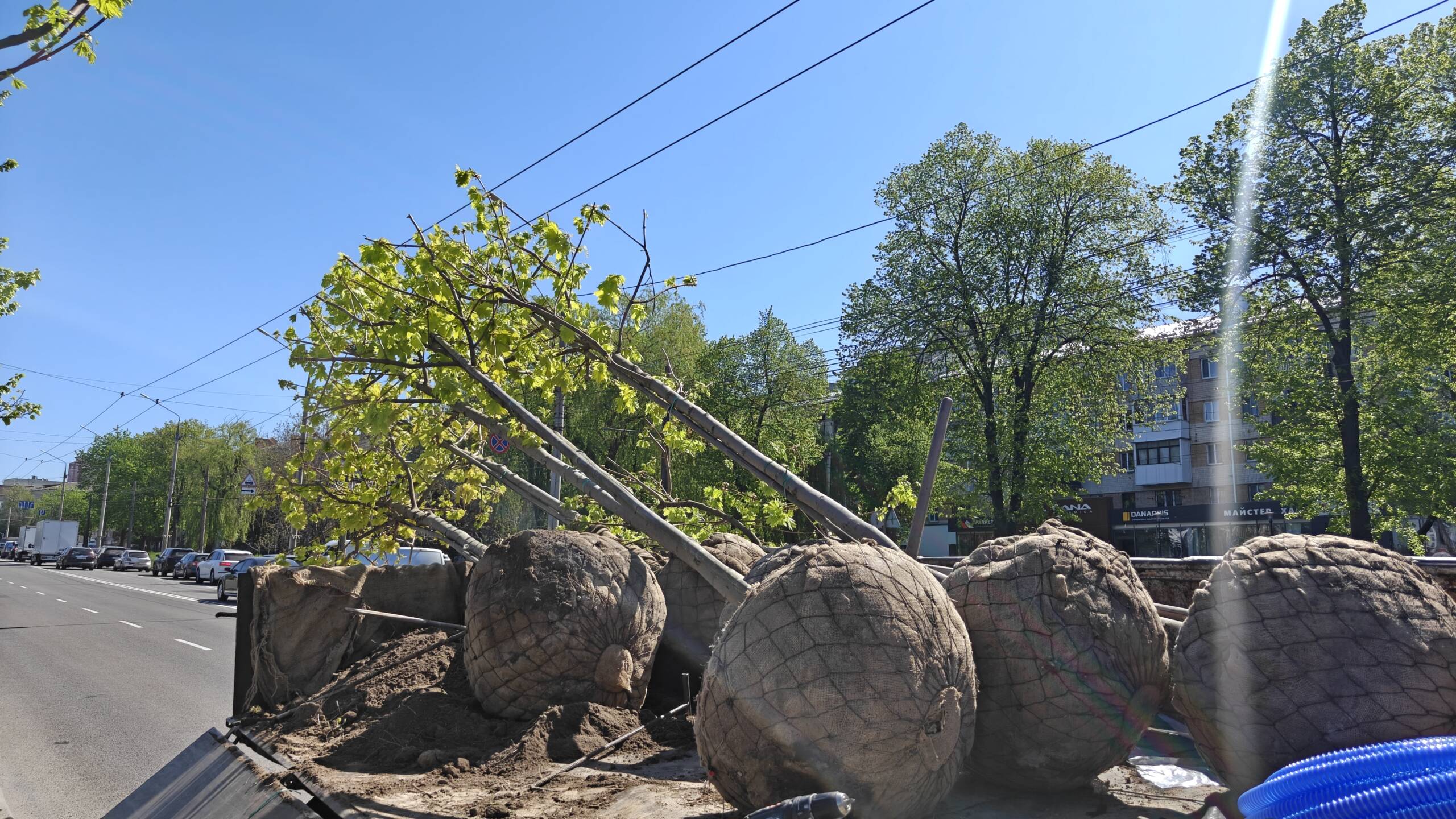 У Вінниці завершують весняне озеленення: висадили вже близько 250 дерев