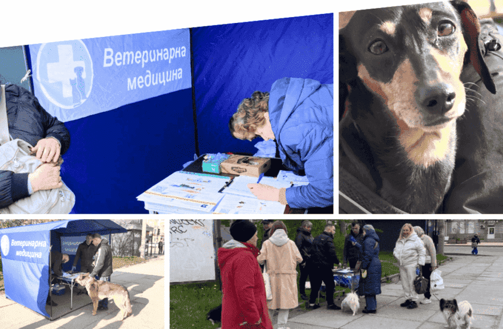 У Вінниці стартувала безкоштовна вакцинація тварин від сказу