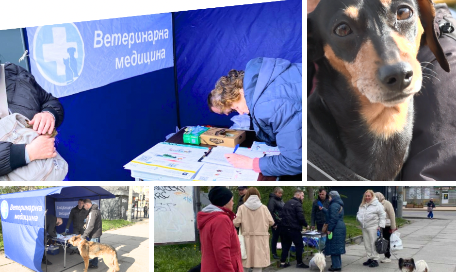 У Вінниці стартувала безкоштовна вакцинація тварин від сказу