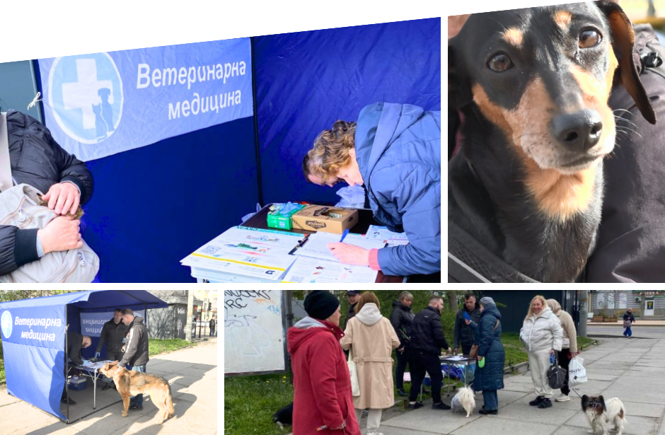 У Вінниці стартувала безкоштовна вакцинація тварин від сказу