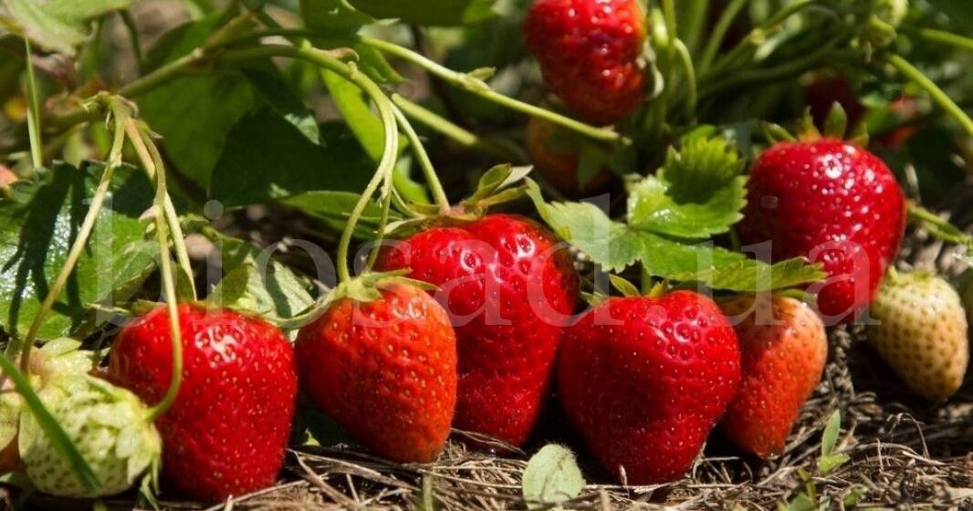 16807813313198 Сезон полуниці у розпалі: чим корисна улюблена літня ягода