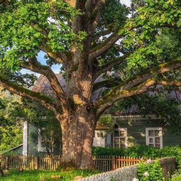 Три дерева, які найчастіше притягують блискавку: народні прикмети та факти