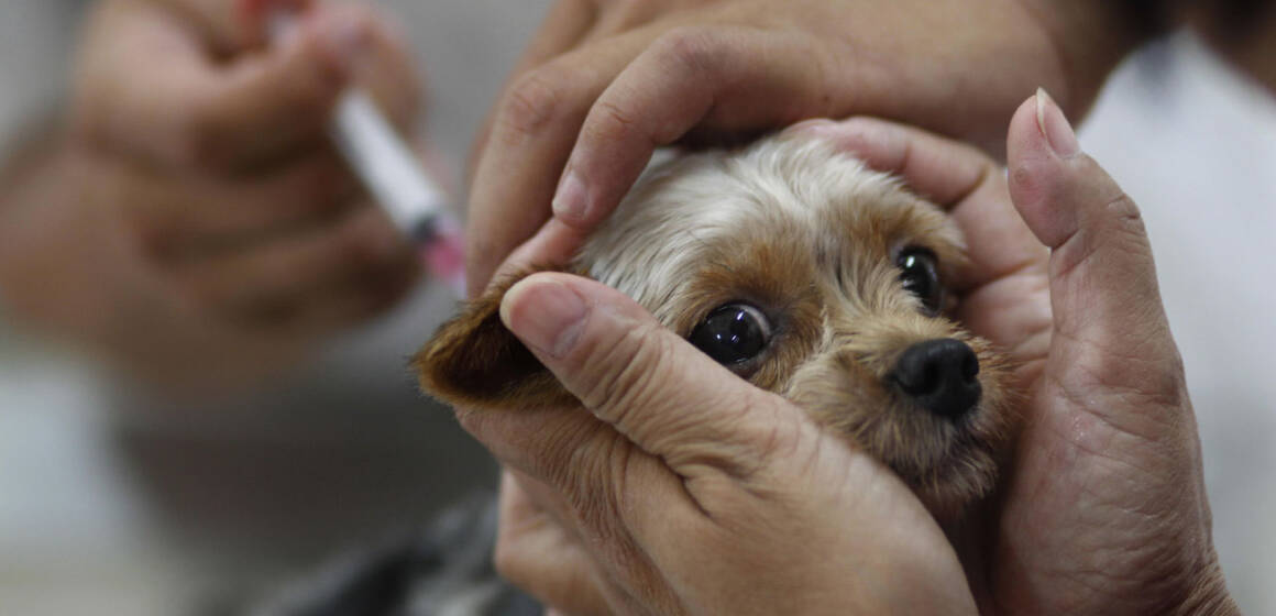 dog У Писарівці проведуть безкоштовне щеплення котів і собак від сказу