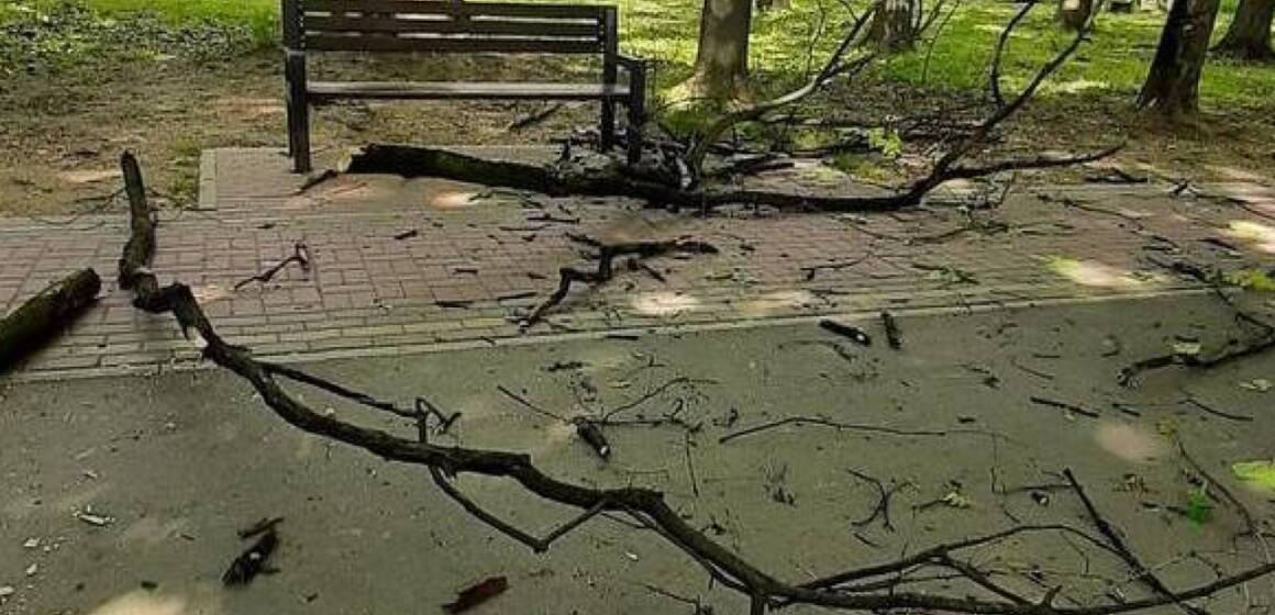 На дівчину в парку впала гілка: у потерпілої забій шиї