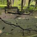 На дівчину в парку впала гілка: у потерпілої забій шиї