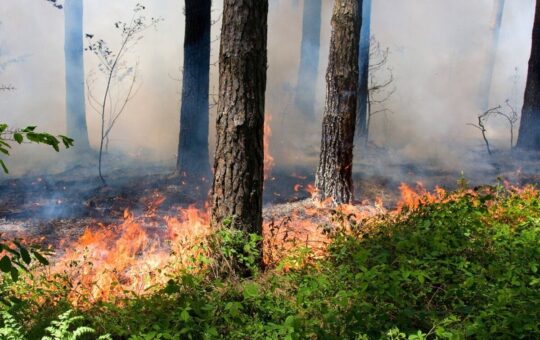 Мешканців Вінниччини попереджають про надзвичайну пожежну небезпеку 26 червня