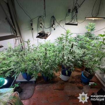 На Вінниччині у наркоторговця вдома знайшли канабіс