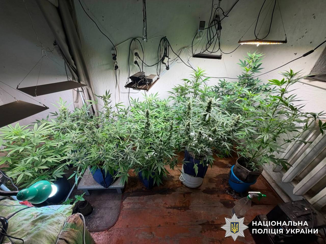 На Вінниччині у наркоторговця вдома знайшли канабіс