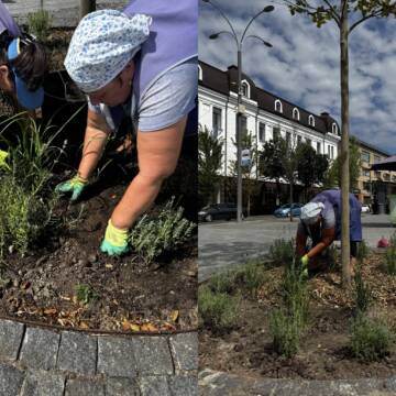 Ще більше зелені та затишку: у Вінниці оновили лунки під платанами