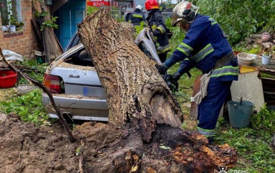 Негода на Вінниччині: дерева падали на дороги та автомобілі