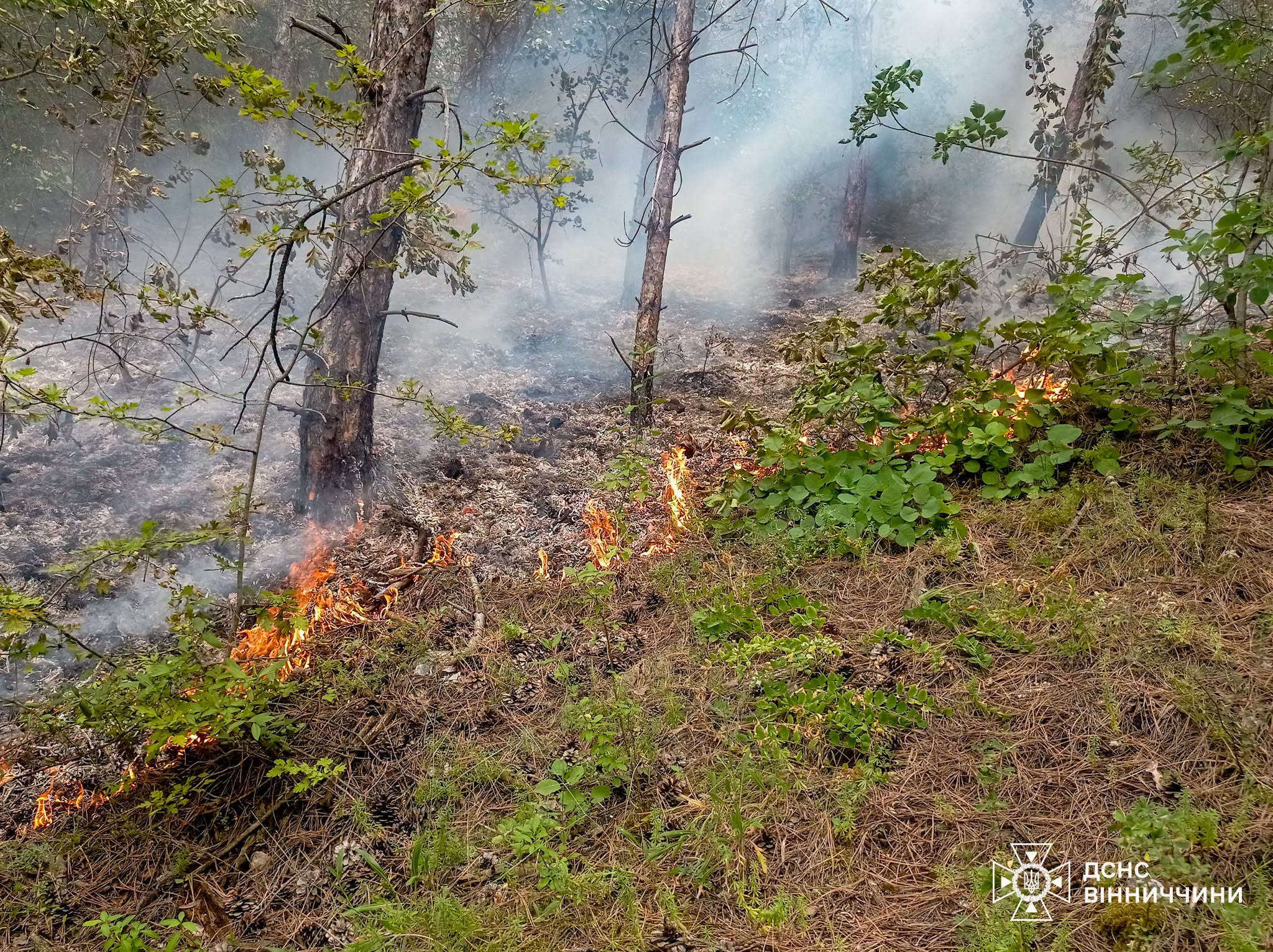 На Вінниччині через недопалок сталася масштабна пожежа в лісі