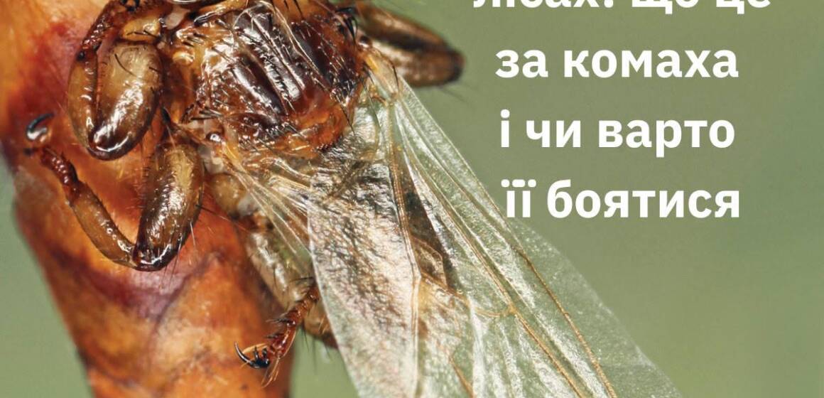 «Муха-кліщ» у лісах Вінниччини: фахівці пояснили, чи є загроза для людей