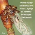 «Муха-кліщ» у лісах Вінниччини: фахівці пояснили, чи є загроза для людей