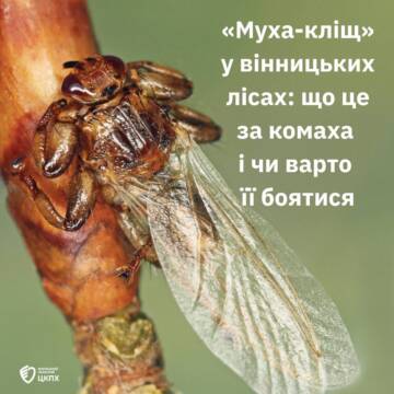 «Муха-кліщ» у лісах Вінниччини: фахівці пояснили, чи є загроза для людей