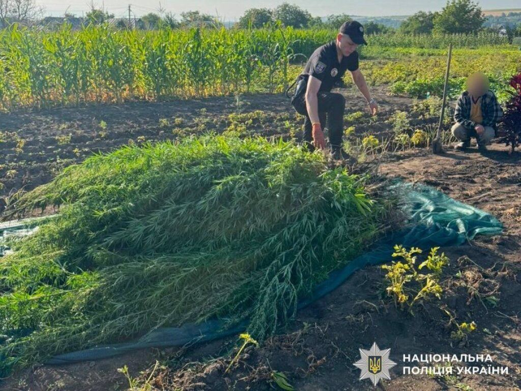 Плантація конопель: поліцейські викрили жителя Гайсинщини