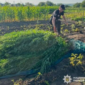 Плантація конопель: поліцейські викрили жителя Гайсинщини