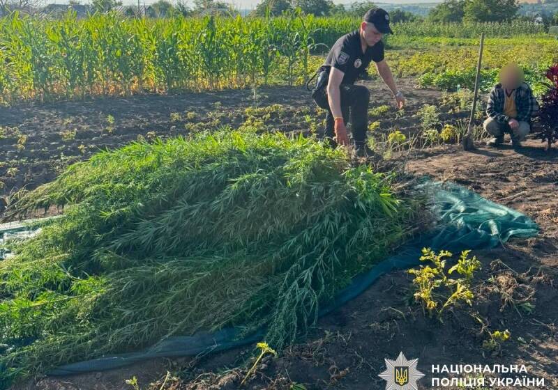 Плантація конопель: поліцейські викрили жителя Гайсинщини
