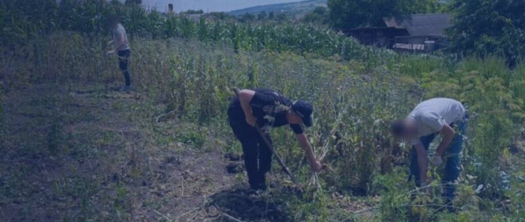 На присадибній ділянці жительки Вінниччини виявили понад 800 рослин маку