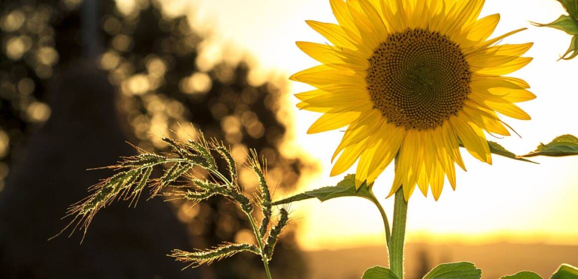 sunflower-sun-summer-yellow-1536x1024 Липень завершується спекою: у Вінниці температура сягне +32°