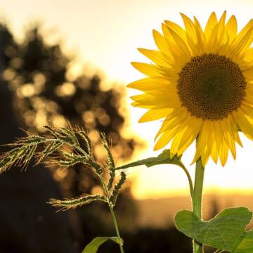 sunflower-sun-summer-yellow-1536x1024 Липень завершується спекою: у Вінниці температура сягне +32°