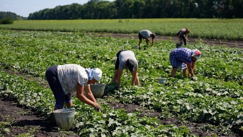 Аномальна спека та овочі на Вінниччині: томати підгоріли, а огірки дають хороший урожай
