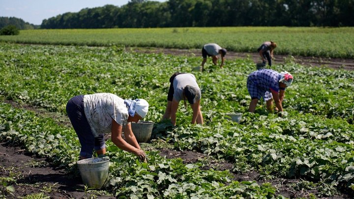 Аномальна спека та овочі на Вінниччині: томати підгоріли, а огірки дають хороший урожай