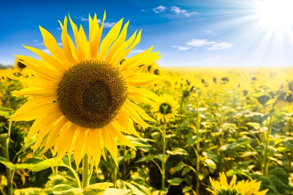 До +37°C та без опадів: на Вінницю наближається сильна спека