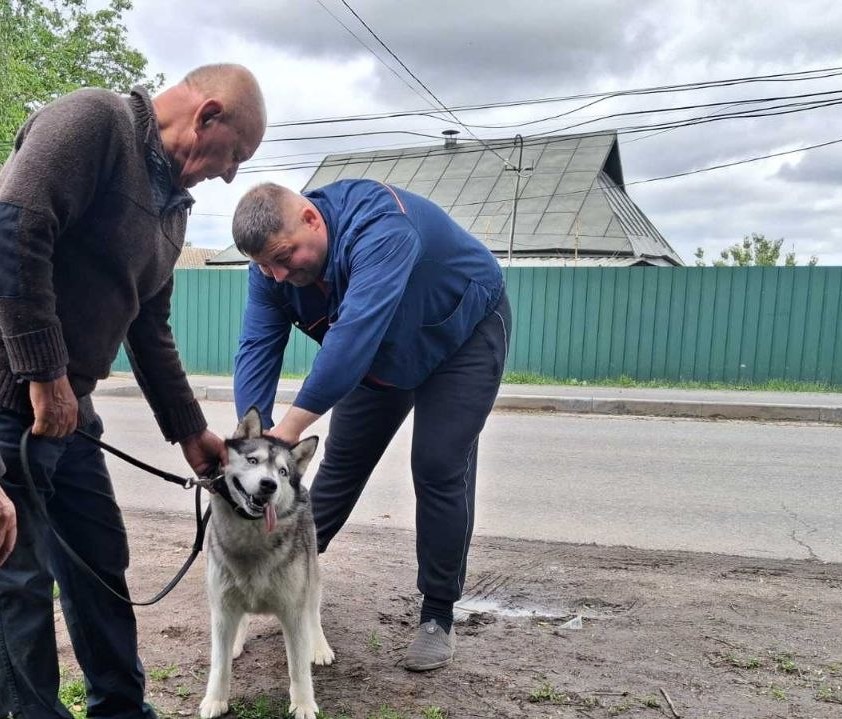 У Вінниці безкоштовно вакцинували понад 2240 собак і котів від сказу