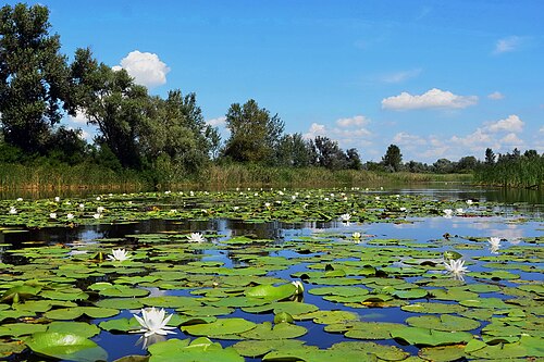 Літня_краса_Орілі