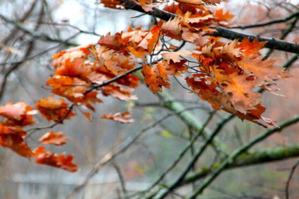 Хмарне небо та прохолодний північний вітер: синоптики оприлюднили прогноз погоди для обласного центру та регіону на кінець робочого тижня.